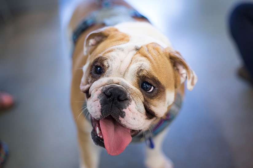 Rolly the English Bulldog at MBB Agency