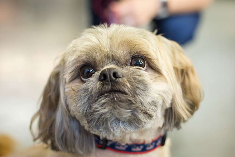 Harvey, a shih-tzu mix at MBB agency