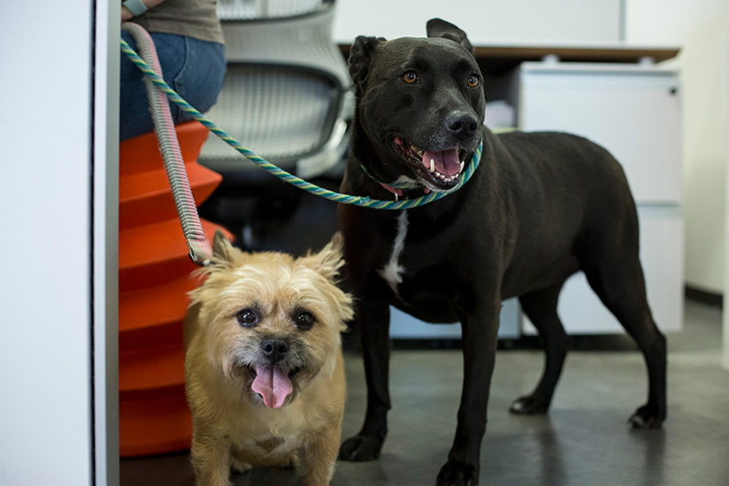 Bailey and Twix, a lab mix and a terrier mix