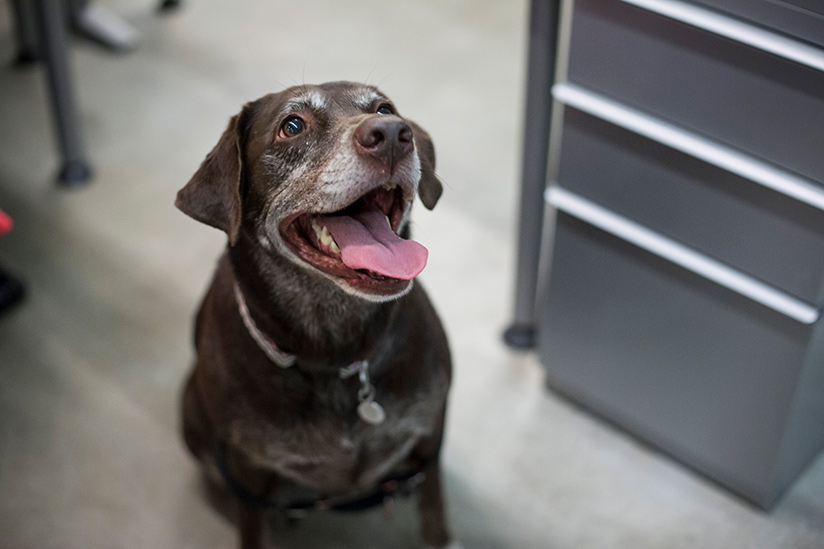 Maggie, a chocolate lab at MBB agency